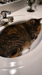 she sleep : catsinsinks