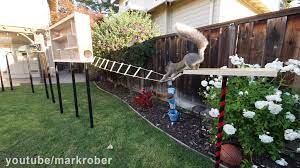 Former Nasa Engineer Builds An Incredible Obstacle Course For The Squirrels That Are Stealing His Birdseed Bird Seed Silly Animals Squirrel