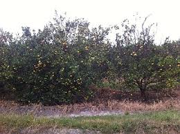 Citrus nutritional spray> corrects & prevents deficiencies that cause yellowing contains 5 balanced essential nutrients including zinc for use of all ornamental & fruits treescontains: Citrus Production Wikipedia