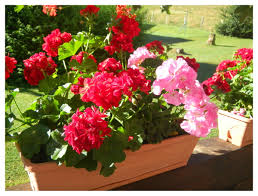 RÃ©sultat de recherche d'images pour "photos de geranium lierre(fleurs)"