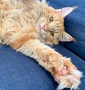 Some are amusing, some are fantastic flights of fantasy and some are merely plausible. Maine Coon Wikipedia