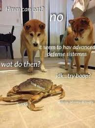 You can also find animal memes hilarious , animal memes funny , animal memes make me laugh , animal memes clean. Funny Animals At Work Quotes Dogtrainingobedienceschool Com