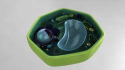 We did not find results for: 3d Model Of A Plant Cell With Labels Stlfinder