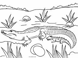 * alligator coloring pages is the best coloring pages for everyone who love alligators. Alligator Coloring Pages Cool2bkids