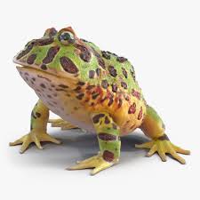 Pacman Frog Pose 3 3d Model Ad Frog Pacman Model Pose Pacman Frog Frog Poses