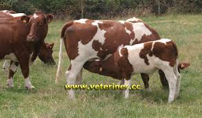 Maine Anjou Sigir Irki Www Veteriner Cc Beef Cow Breeds Anjou