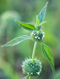 Image result for Leucas martinicensis