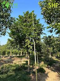 Image result for Millettia pinnata