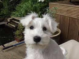 Schnauzer (giant) puppies and dogs. 50 Very Cute Giant Schnauzer Puppy Pictures And Images