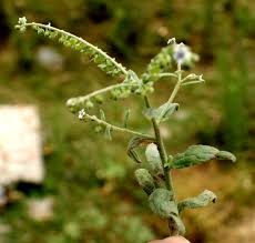 Image result for Cynoglossum lanceolatum
