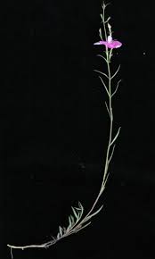 Image result for Cycnium recurvum