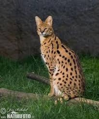 A savannah is the beautiful blend of african serval and the domestic cat. Savannah Cat Dubai Best Cat Wallpaper