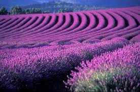 Lavender Farm Tasmania Australia Lavender Farm Lavender Fields Lovely Lavender
