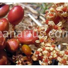 Image result for Lannea edulis