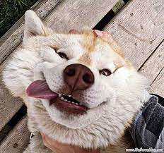 Pictures of dogs making funny faces. 32 Lol Pictures Of Animals Making Funny Faces