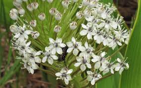 Image result for Schizocarphus nervosus