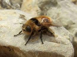 Surgeons at a delhi hospital successfully removed three live human botflies, a type of tissue infection, from an american woman's eye, . Botfly Wikipedia