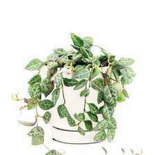 Image result for Ceropegia speciosa