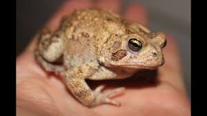 Check spelling or type a new query. Frog Hunting For Fun With My Son How To Catch Toads And Frogs With A Spot Light Youtube