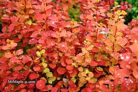 Image result for Berberis thunbergii