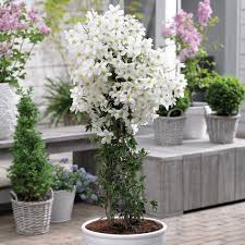 Can you grow evergreen clematis in a pot. Clematis Cartmanii Avalanche Early Flowering Evergreen Clematis Garden Plants