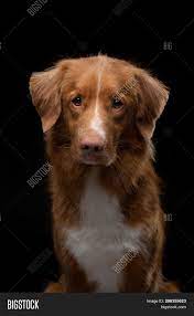 Ducks, for reasons known only to them, are fatally attracted to the sight of red foxes. Portrait Dog On Black Image Photo Free Trial Bigstock