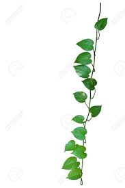 Pests such as mealybugs, scales, aphids, spider mites, and whiteflies love to use your plant as a food source. Heart Shaped Leaves Vine Devil S Ivy Golden Pothos Money Plant Isolated On White Background Clipping Path Included Stock Photo Picture And Royalty Free Image Image 65609780