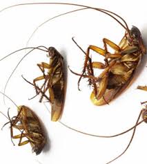 Pest control services bd professional most popular government. Neelam Pest Control Services