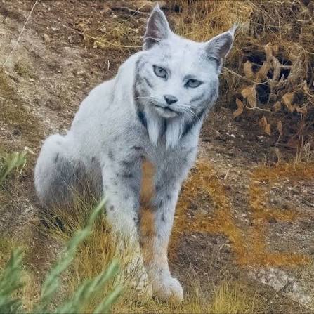 a photographer in southern spain has captured the white iberian lynx again,  believed to be the first of its kind ever seen. a rare and almost mythical  big cat that nearly vanished