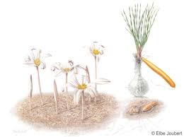 Image result for Gethyllis