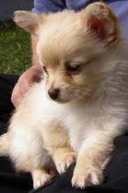 They're a little more playful and energetic than many other chihuahua or pomeranian mixes, so they're best. Pomchi Chihuahua And Pomeranian Mix Pomeranian Chihuahua Mix Chihuahua Mix Puppies Pomchi Puppies
