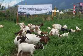 Asal usul dari jenis kambing gibas ekor tipis memang belum diketahui secara pasti, namun yang jelas populasinya terbanyak terdapat di daerah jawa barat dan. Kambing Boerka Bibit Kambing Unggulan Tipe Pedaging Republika Online