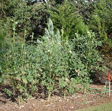 Check spelling or type a new query. Growing Okra Plants How To Plant Okra And General Growing Tips
