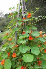Choose compact dwarf varieties like alaska variegated, empress of india, cherry rose jewel or. Spitfire Climbing Nasturtiums Renee S Garden Seeds