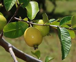 Image result for Psidium guajava
