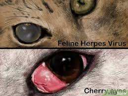 So, what exactly is cherry eye? How To Diagnose And Treat Dry Eye In Cats 12 Steps