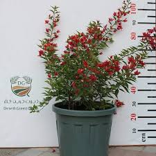 Image result for Tristellateia africana