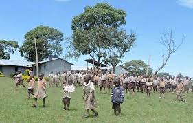 Weed trees include holly, tree privet, sycamore, wattles, willows, and wilding pines. Eng Fr Blog Services Resources About Us Awards Contact Sustainable Agriculture Who We Are Services Resources Earlier Blog Stories 100 Words For Corn Or At Least 50 A Brief History Of Soy A Burning Hunger A