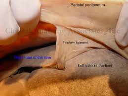 Image result for Lessertia falciformis