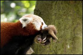 Red Panda Parenting Red Panda Animals Wild Animals