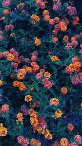 Witchy wallpaper goth wallpaper cute fall wallpaper orange wallpaper halloween wallpaper iphone flower phone wallpaper iphone background wallpaper aesthetic iphone wallpaper aesthetic wallpapers. Blumenasthetisches Interesse A R T Asthetisches Interesse Blume Flower Wallpaper Flower Aesthetic Flower Background Wallpaper