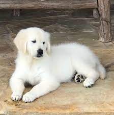White Golden Acre Retrievers Photos Facebook
