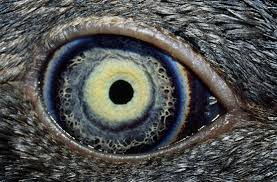 Unique Animal Eye Eyesinnature Eye Photography Wild Eyes Unique Animals