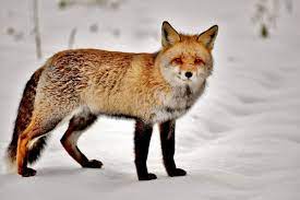 6 интересных фактов из жизни лисицы в зимний период | Приключения  натуралиста | Дзен