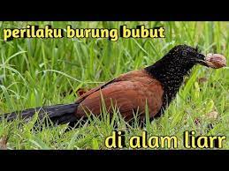 Check spelling or type a new query. Droptimist Download Suara Burung Dudut Betina Burung Bubut Jawa Yang Makin Langka