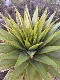 Image result for Aloe wollastonii