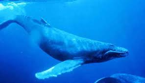 Hawaii State Marine Animal Humpback Whale Megaptera Novaeangliae Marine Animals Whale Humpback Whale