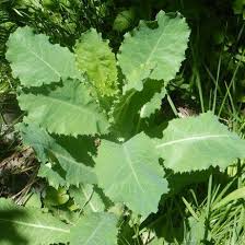 Image result for Lactuca setosa