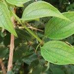 Image result for Strychnos pungens