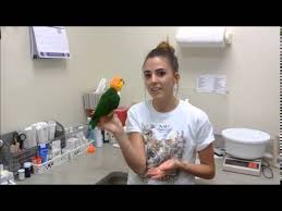 White Bellied Caique Personality Behavior Youtube